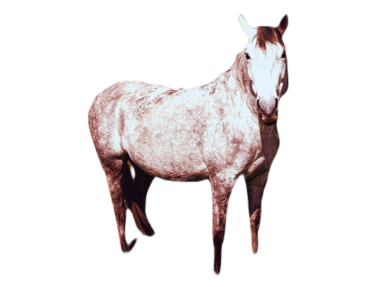 horse