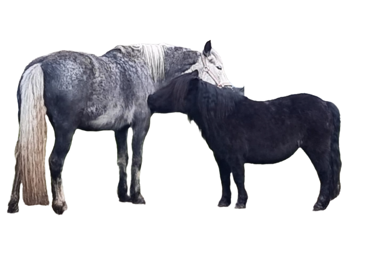horse